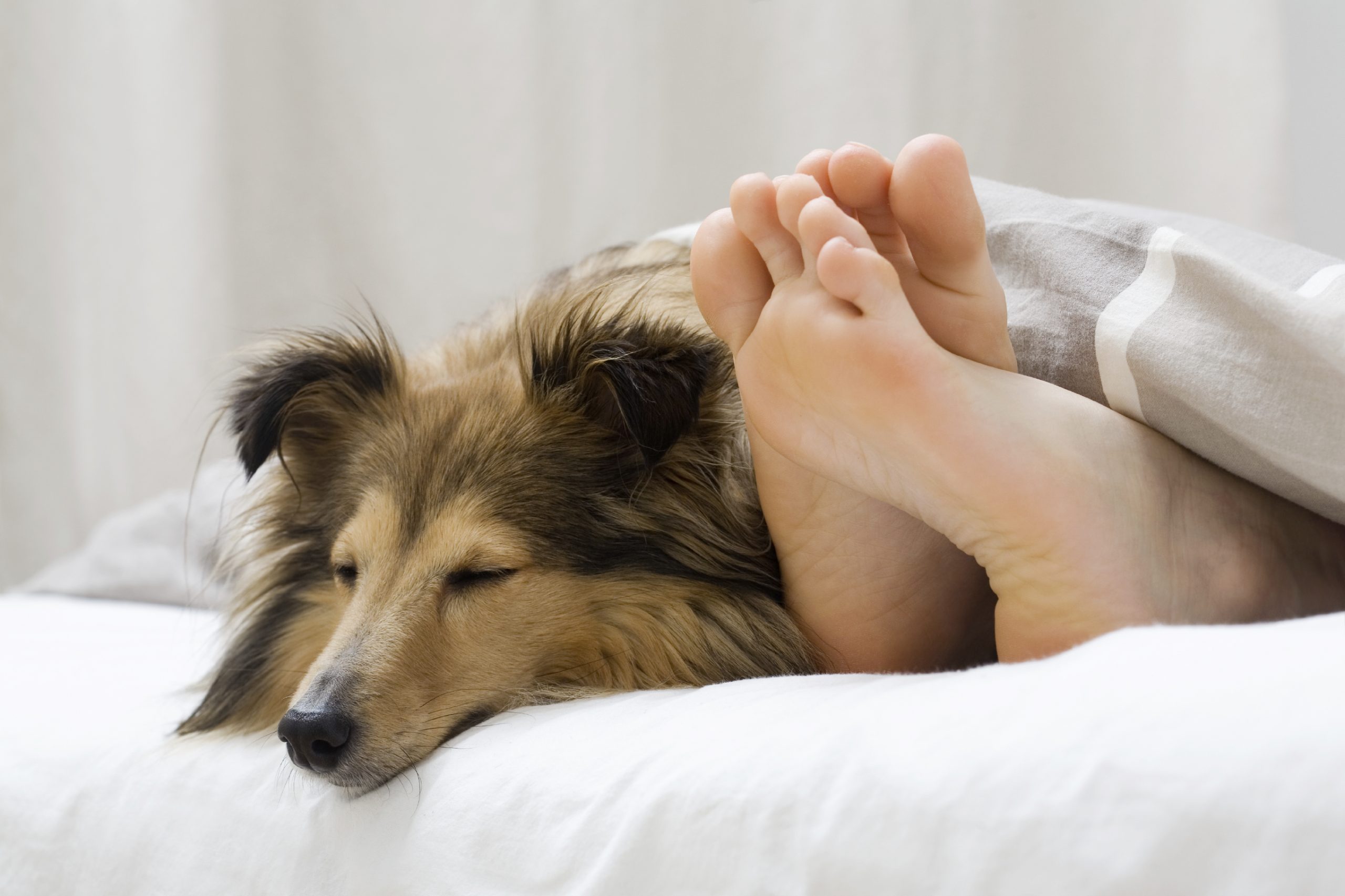 DogLongevity.Vet -- Helping Your Dog Live Longer